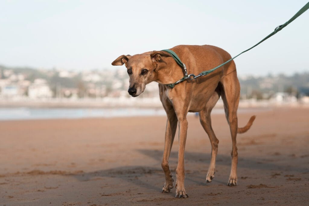 comment savoir si le collier de mon chien est bien ajusté ? lévrier galgo collier non ajusté
