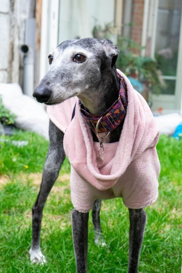 galgo lévrier pull manteau rose collier martingale sally dog's safety