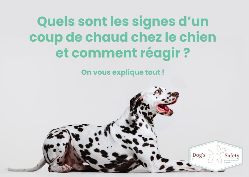 chaleur chien quels sont les signes d'un coup de chaud chez le chien et quoi faire