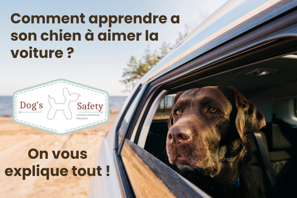 chien aime voiture dog's safety