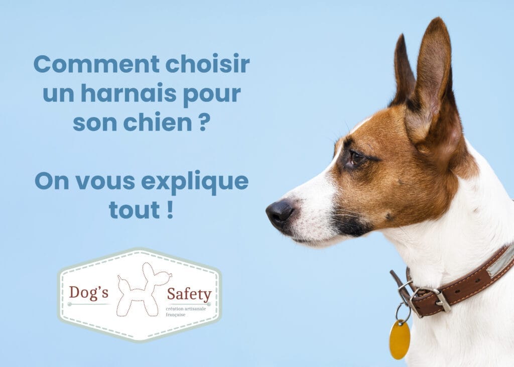 comment choisir un harnais pour son chien titre