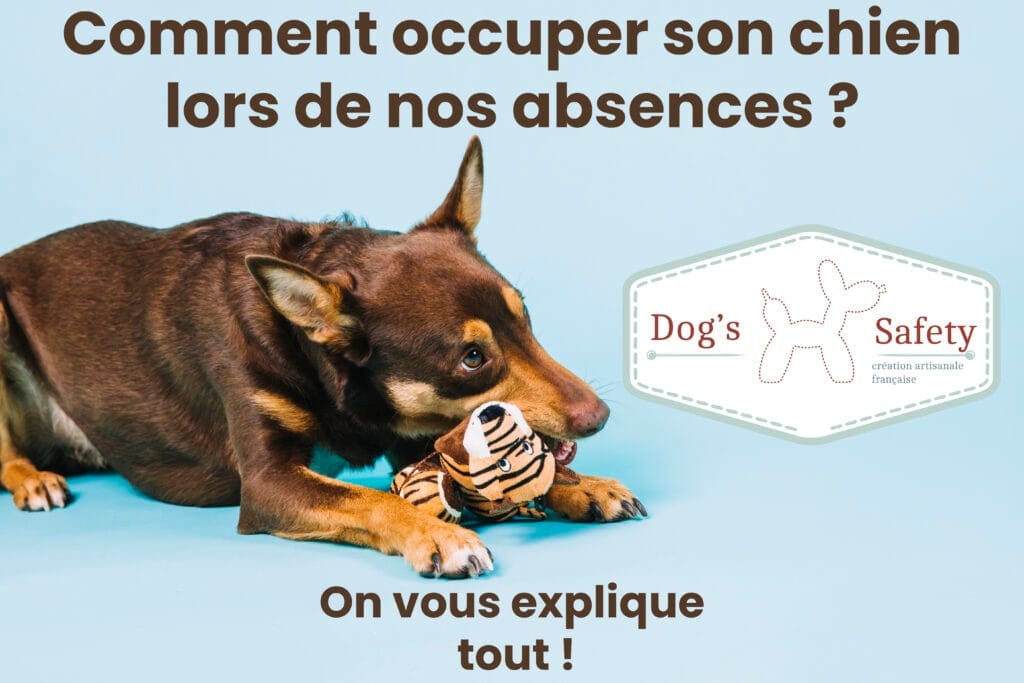 chien seul jouet occuper absence Comment occuper son chien lors de nos absences ?