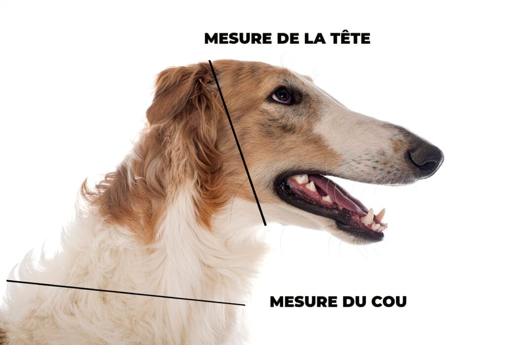 montrer comment mesurer le cou du chien Mesure de la tête et du cou sur un jeune barzoï