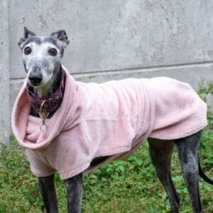 galgo lévrier pull manteau rose collier martingale sally dog's safety