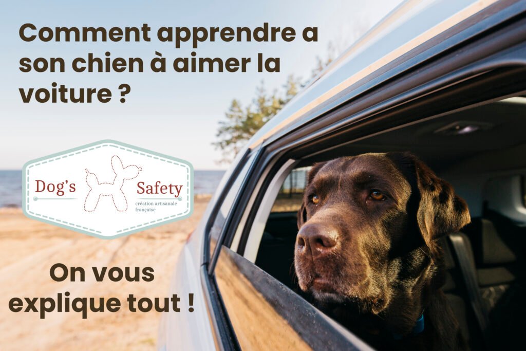 chien aime voiture dog's safety