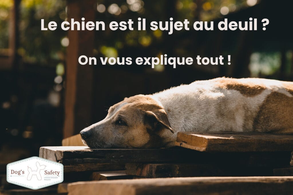 Le chien est il sujet au deuil ? chien paresseux, solitaire, allongé, regardant ailleurs, regardant, pensant,