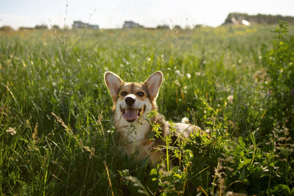 pourquoi les chiens mangent ils de l’herbe pourquoi les chiens mangent ils de l’herbe