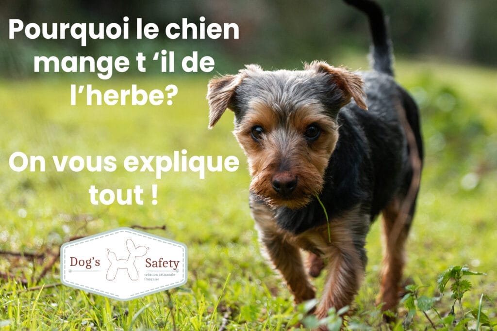 Pourquoi les chiens mangent ils de l’herbe? Mignon petit terrier australien marchant dans le champ vert