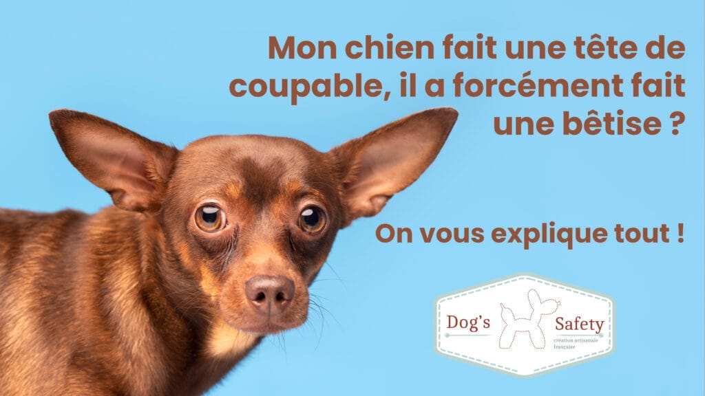 Tête de coupable du chien. La raison étonnante !