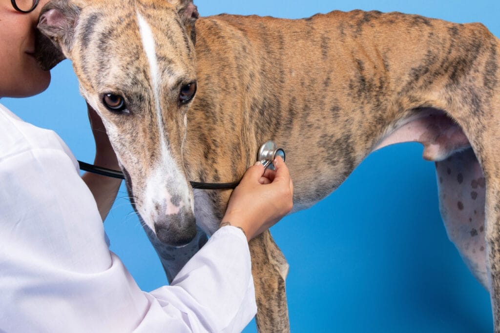 lévrier vétérinaire vaccin