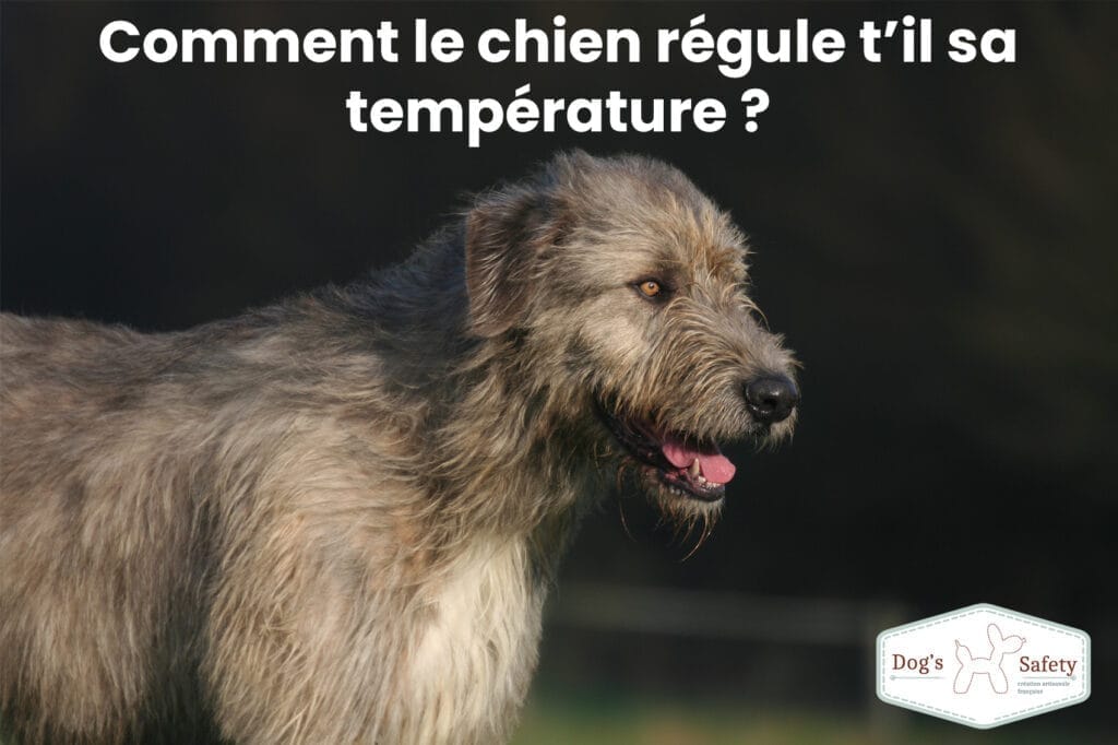Comment le chien régule t’il sa température chien halètement