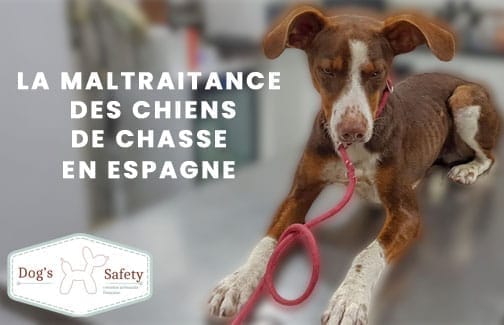 La Maltraitance Des Chiens De Chasse En Espagne