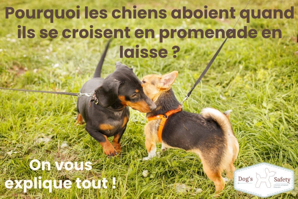 promenade-aboie Pourquoi mon chien aboie sur les autres ? deux chiens se reniflent dehors pour se saluer