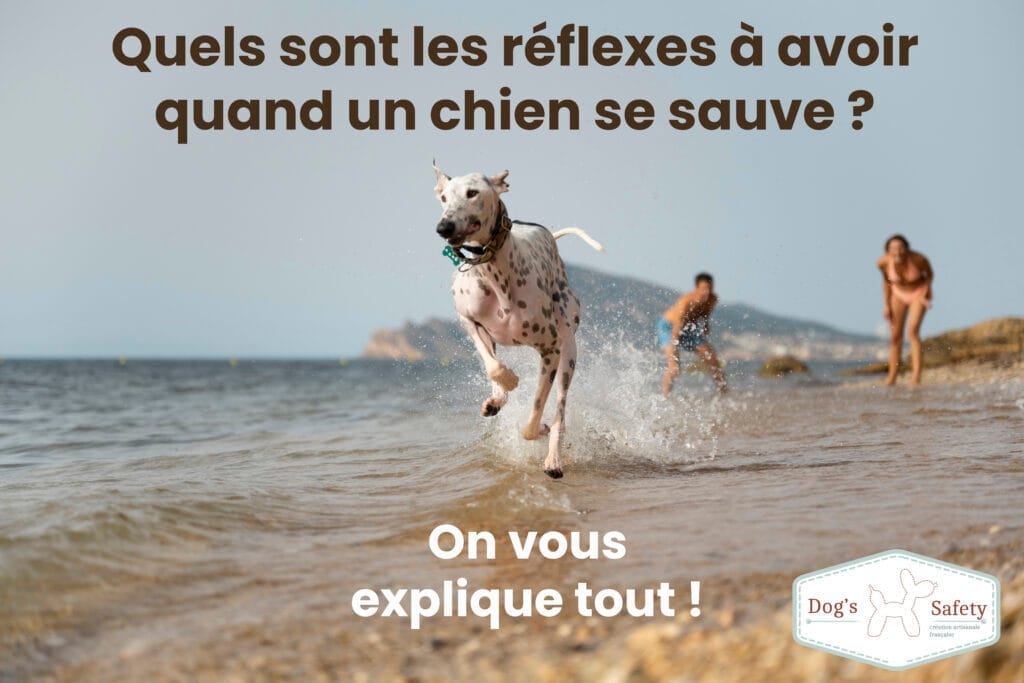 réflexes à avoir quand un chien se sauve