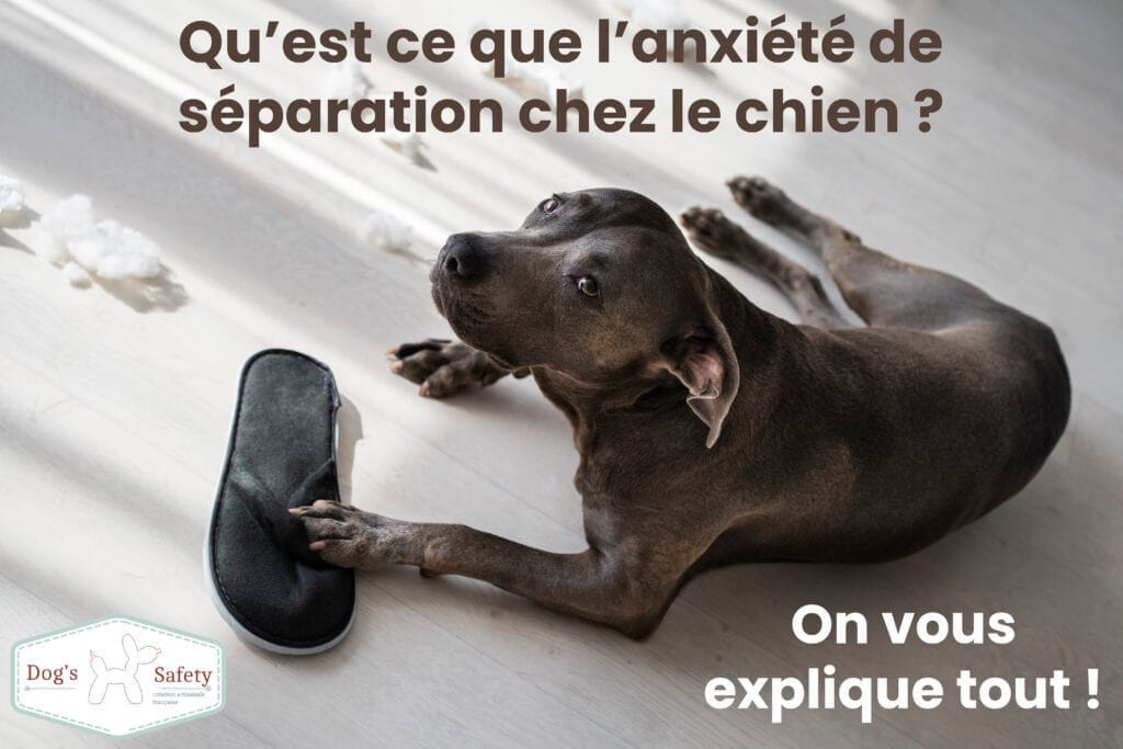 Qu’est ce que l’anxiété de séparation chez le chien ? Chien SEUL À LA MAISON A MANGER MES PANTOUFLES