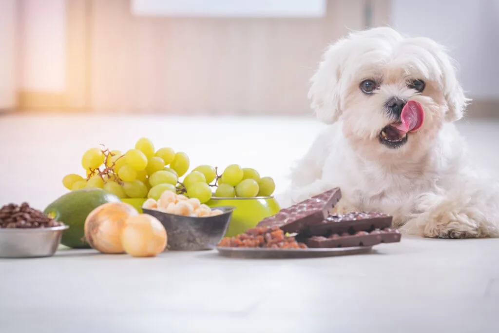 aliments toxique dangereux chien
