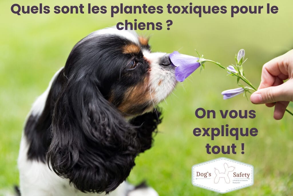 Top 5 des plantes dangereuses pour le chien ! Cavalier sent