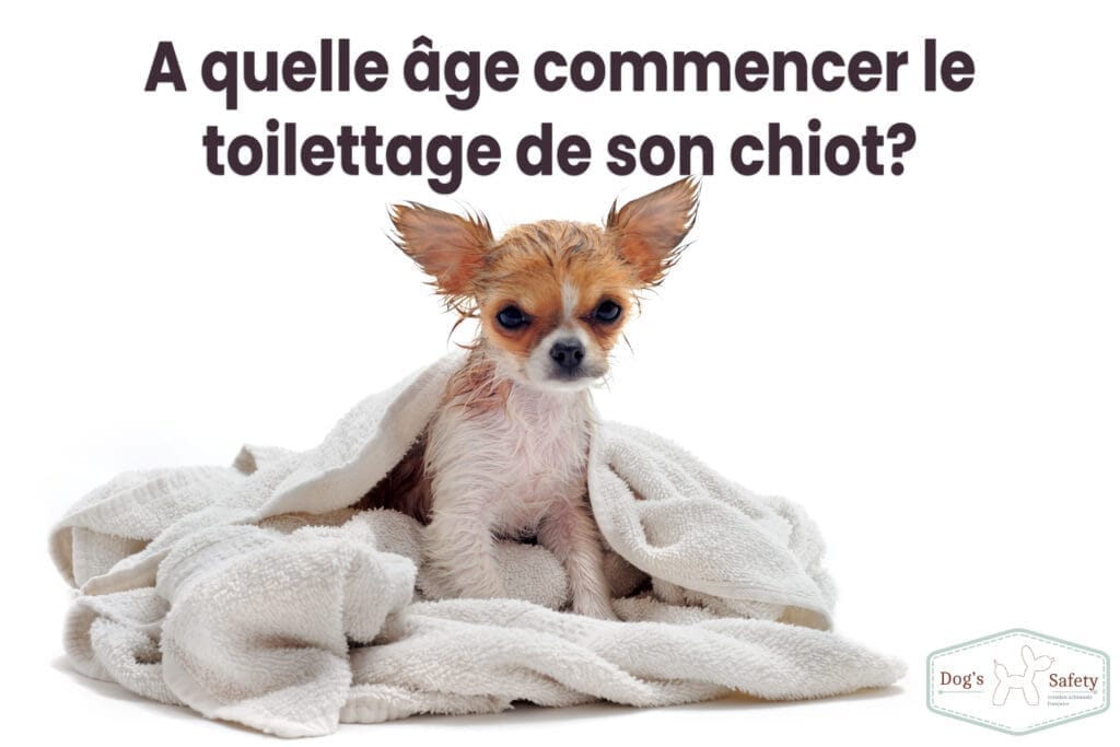 A quelle âge commencer le toilettage de son chiot ?