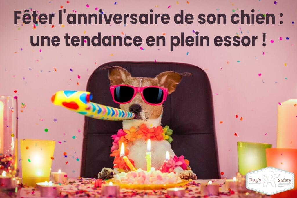 Anniversaire chien Fêter l'anniversaire de son chien : une tendance en plein essor ! collier martingale
