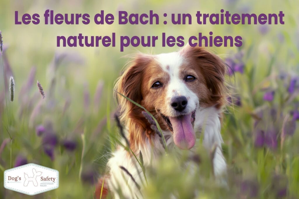 Chien couché près du parterre de fleurs lavande - fleur de bach - naturopathie traitement naturel pour chien