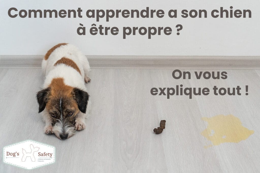 Comment apprendre a son chien à être propre ? Le chien de race Jack Russell Terrier est couché sur le sol, l'air coupable. À proximité, il y a un caca et une flaque d'urine sur le sol de l'appartement