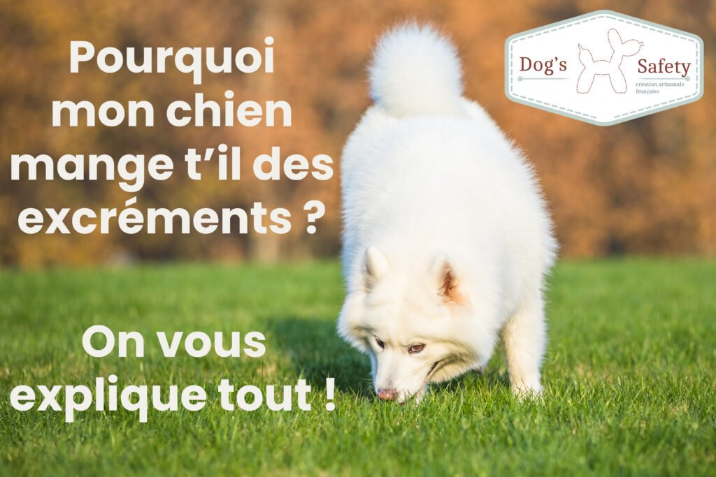 chien mange des excréments