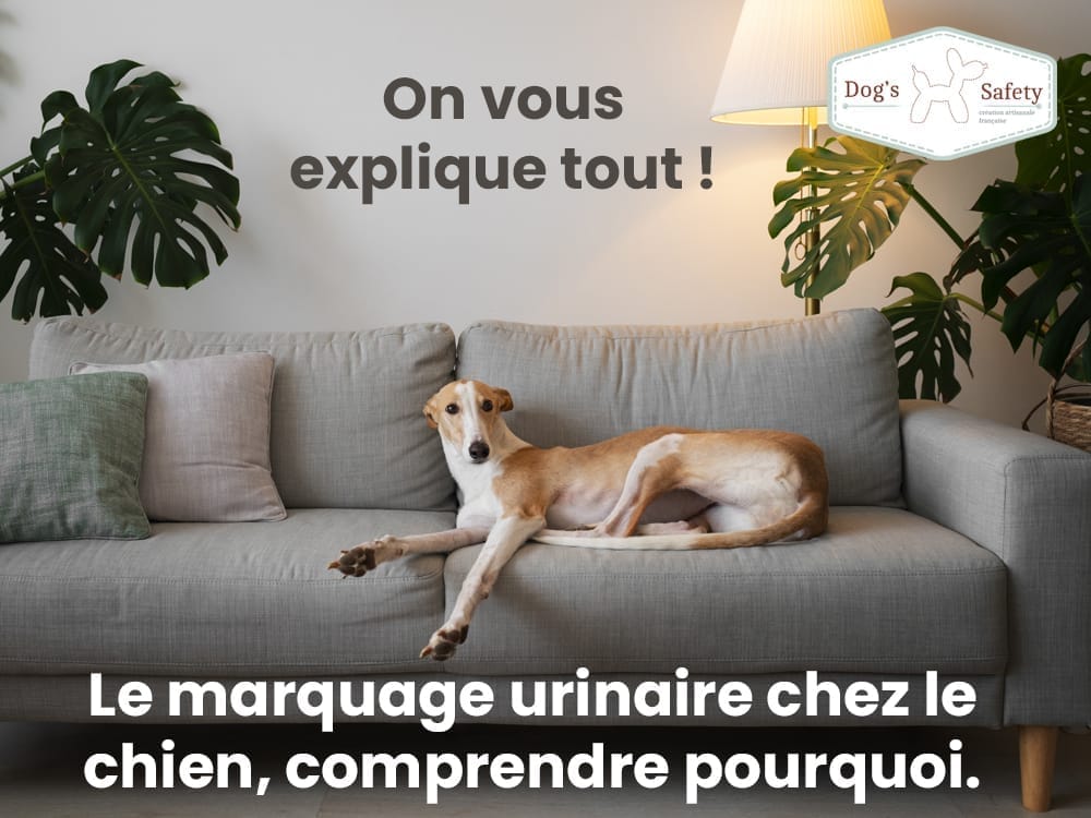 Le marquage urinaire chez le chien, comprendre pourquoi !