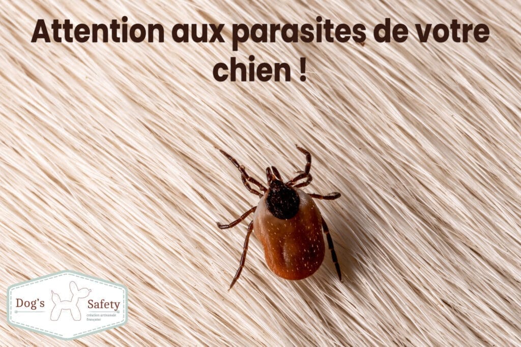 parasite puce vers tique