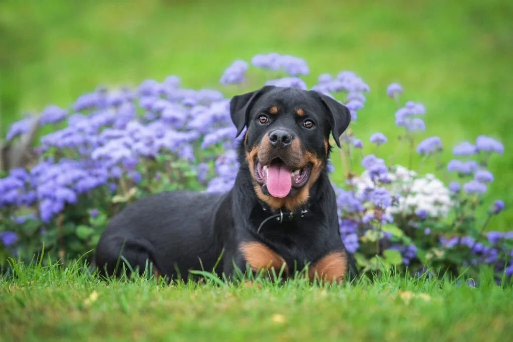 chien fleur de bach
