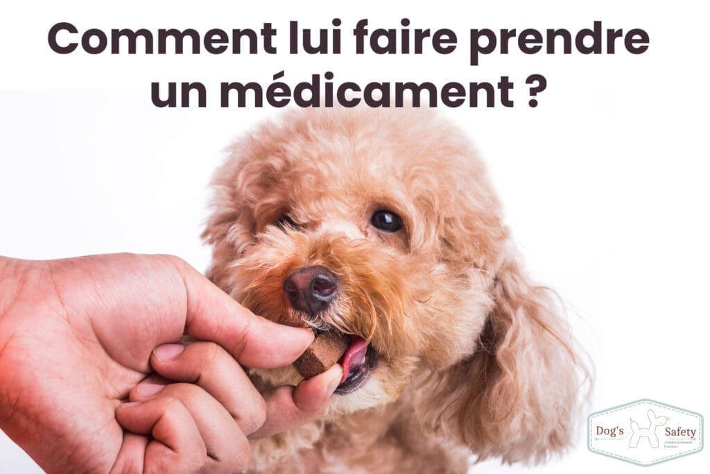 Comment faire prendre un médicament à son chien récalcitrant ? Médicaments et vitamines pour animaux de compagnie. Pilules pour animaux.