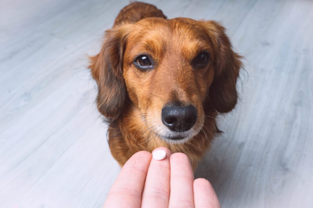 chien médicament