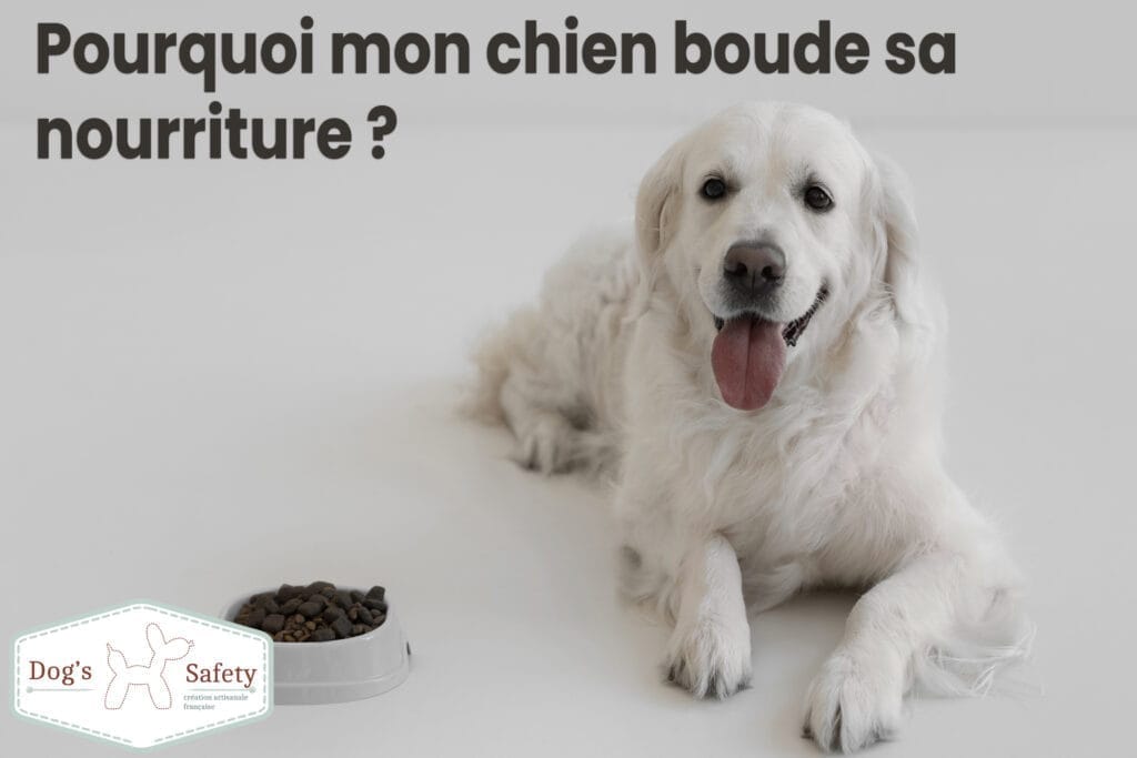 Pourquoi mon chien boude sa nourriture ? - Chien ignore sa gamelle
