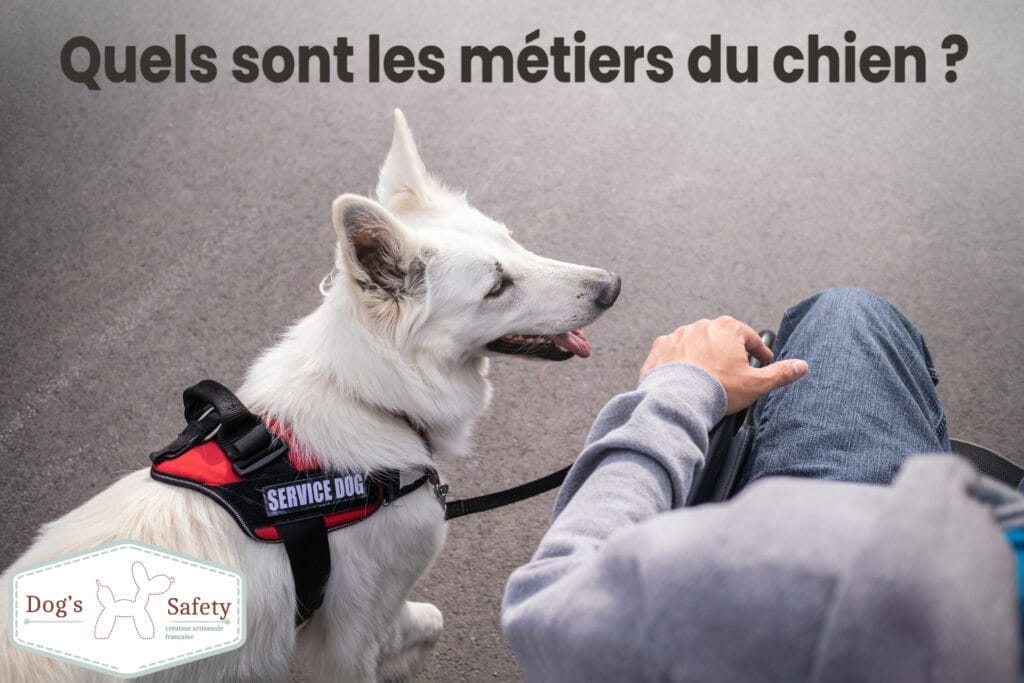 Quels sont les métiers du chien ?