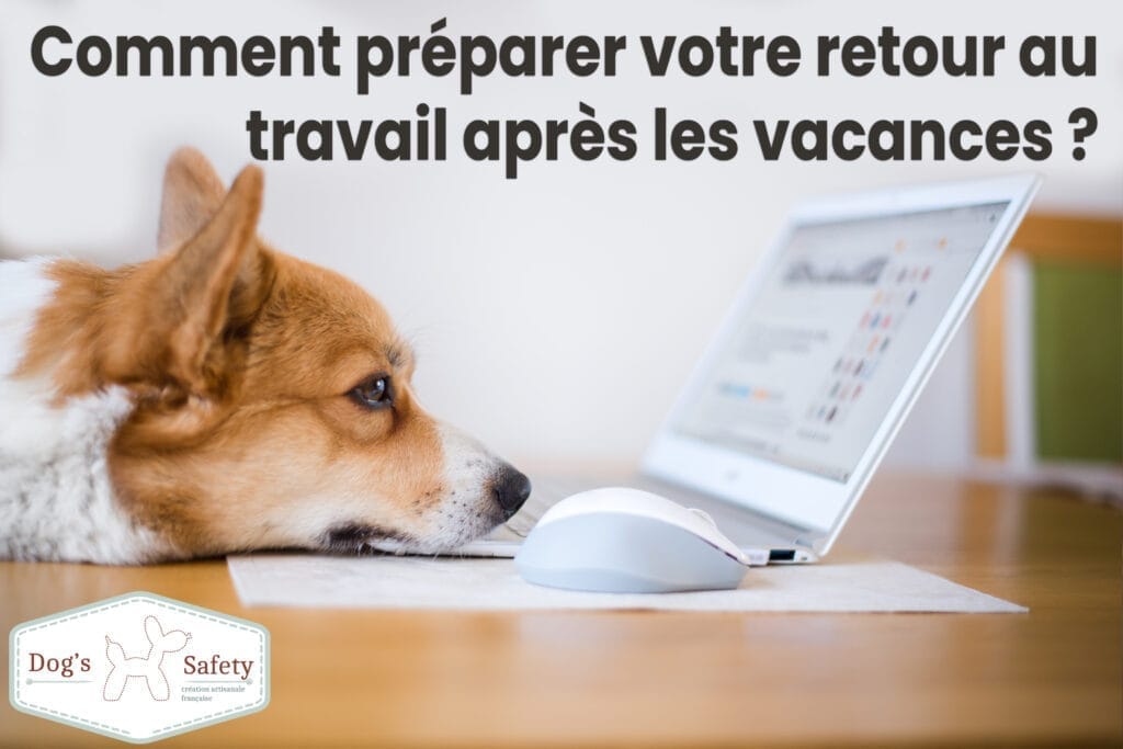 retour au travail, ennui du chien, destruction - Comment préparer son animal de compagnie à votre retour au travail après les vacances ?