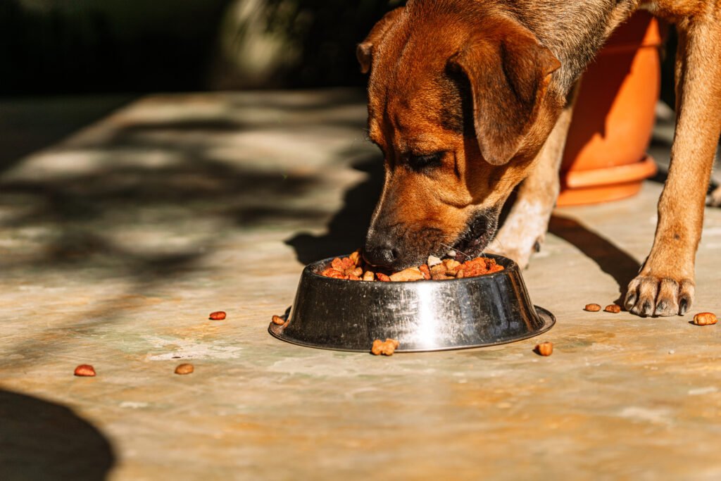chien mange croquettes