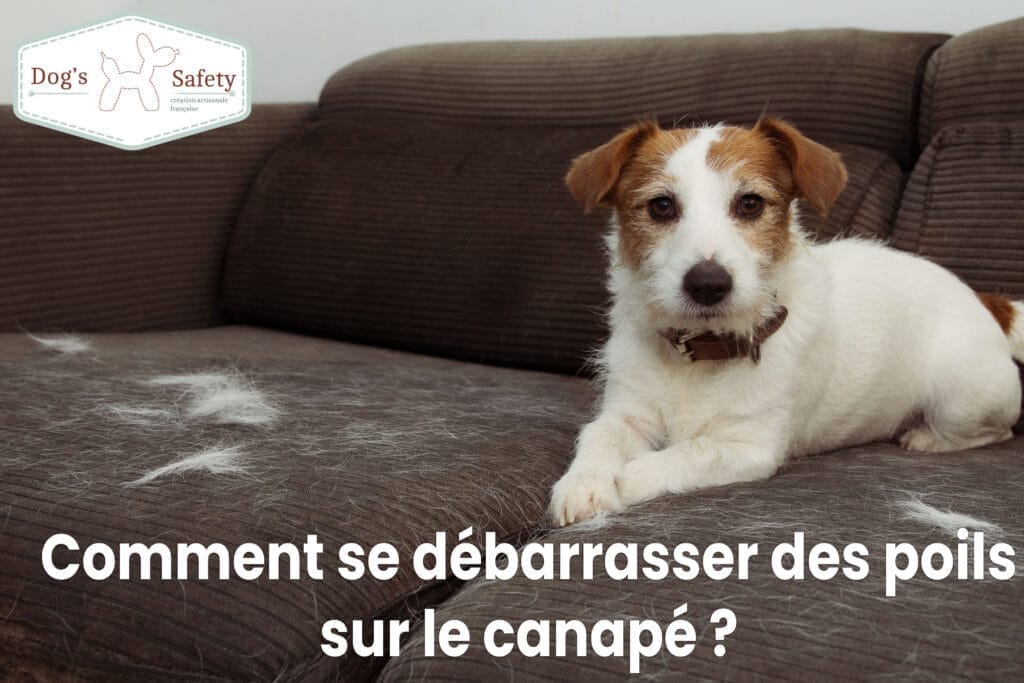 Poils de chien et animaux sur les vêtements et les canapé Comment se débarrasser des poils sur le canapé ?