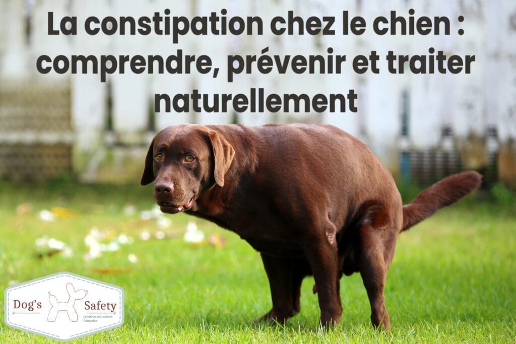 Pourquoi mon chien est constipé