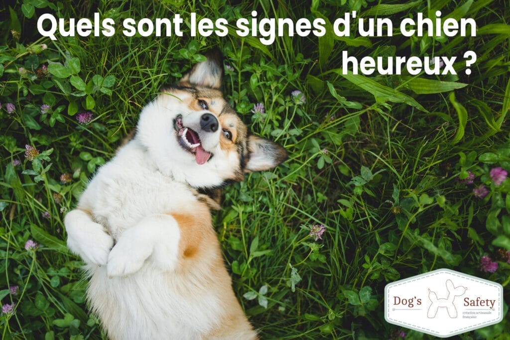 chien heureux dans l'herbe langue pendue dog's safety