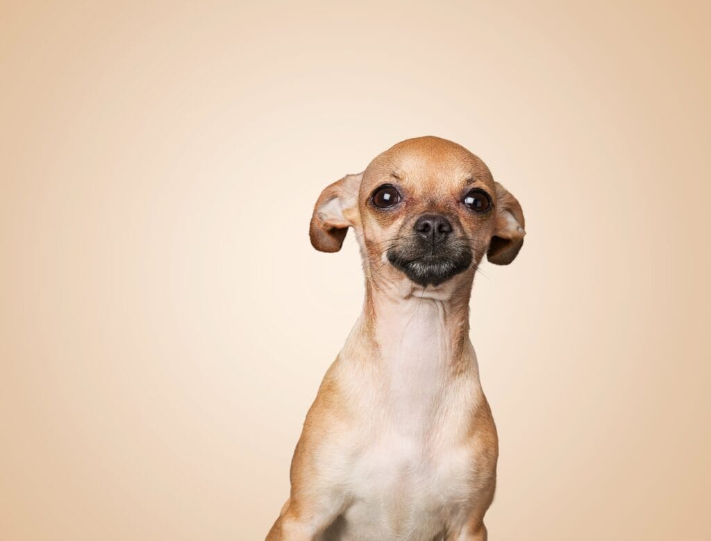 tremblement chien