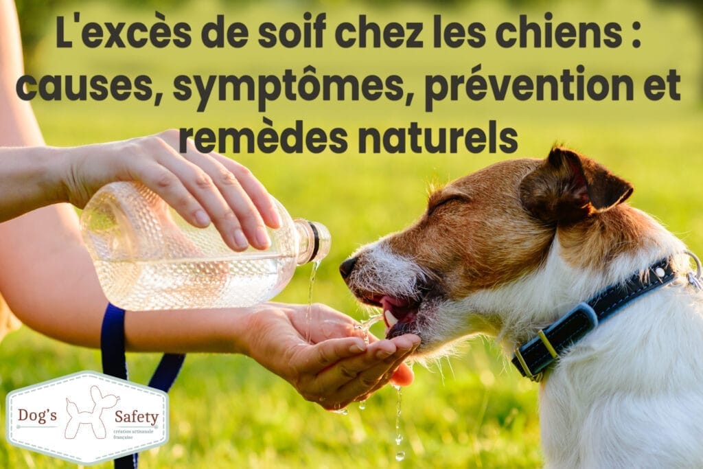 Mon chien boit beaucoup, L'excès de soif chez les chiens : causes, symptômes, prévention et remèdes naturels