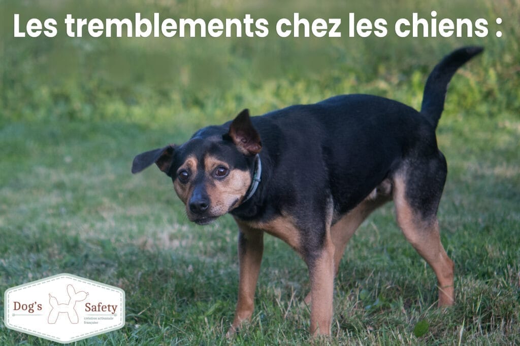 pourquoi mon chien tremble ? Les tremblements chez les chiens