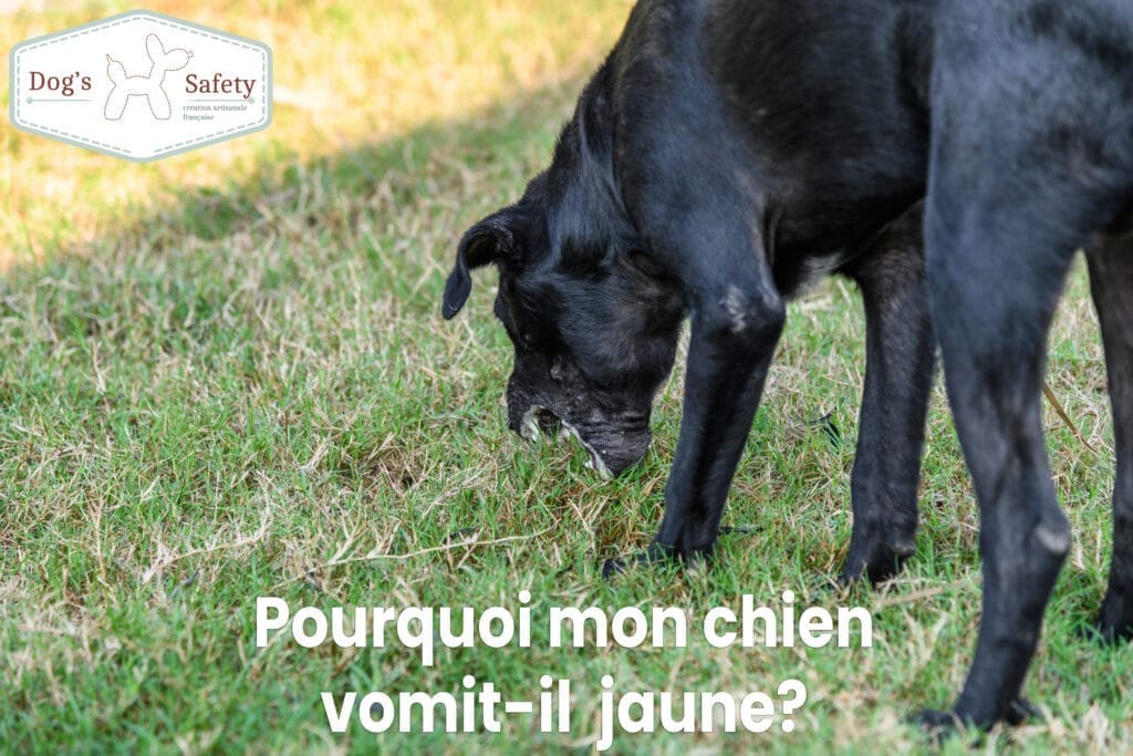 pourquoi mon chien vomit jaune chien noir épuisé malade vomit