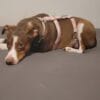 Harnais triple sécurité pour chien en toile de Jouy Rouge porté sur levrier podenco