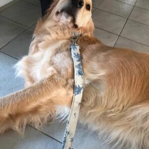 Laisse solide chien Toile de Jouy Bleue golden retriever porté