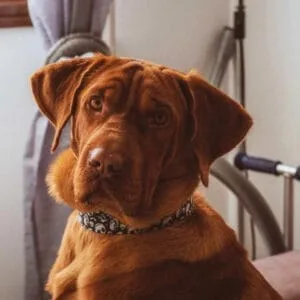 Collier martingale pour chien Jack - Dogue de bordeaux