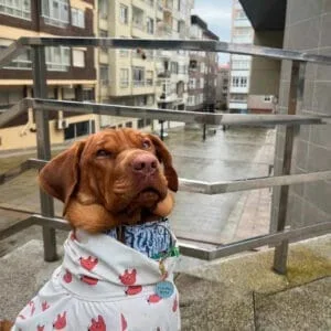 Collier martingale pour requin chien Jack - Dogue de bordeaux