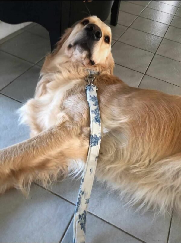 Un golden retriever est allongé sur le côté sur un sol carrelé, vêtu de la Laisse et collier Toile de Jouy Bleue et blanche de Dog's Safety. Sa tête est inclinée vers le haut avec une expression détendue.