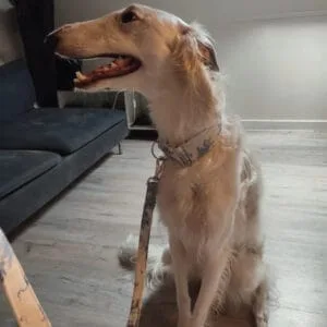 Un Levrier Barzoï blanc a poils longs est assis. Le chien porte un collier martingale et une laisse en motif toile de jouy de la marque Dog's Safety, regardant sur le côté avec la gueule légèrement ouverte.