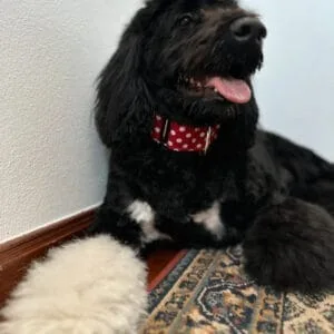 Une grande Caniche noire avec une poitrine blanche et une patte blanche moelleuse repose sur un tapis à motifs. Le chien porte un collier martingale (minnie) rouge à pois blancs de la marque Dog's Safety
