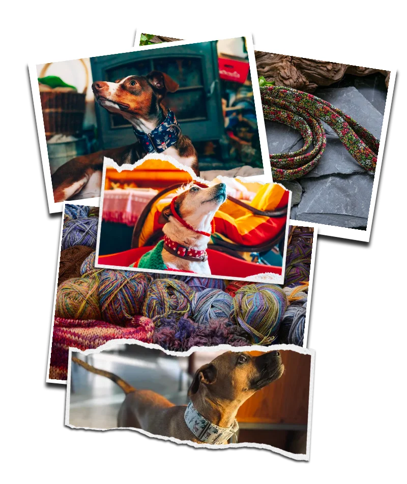 Photo dogsafety produit et atelier collier pour chien fait main